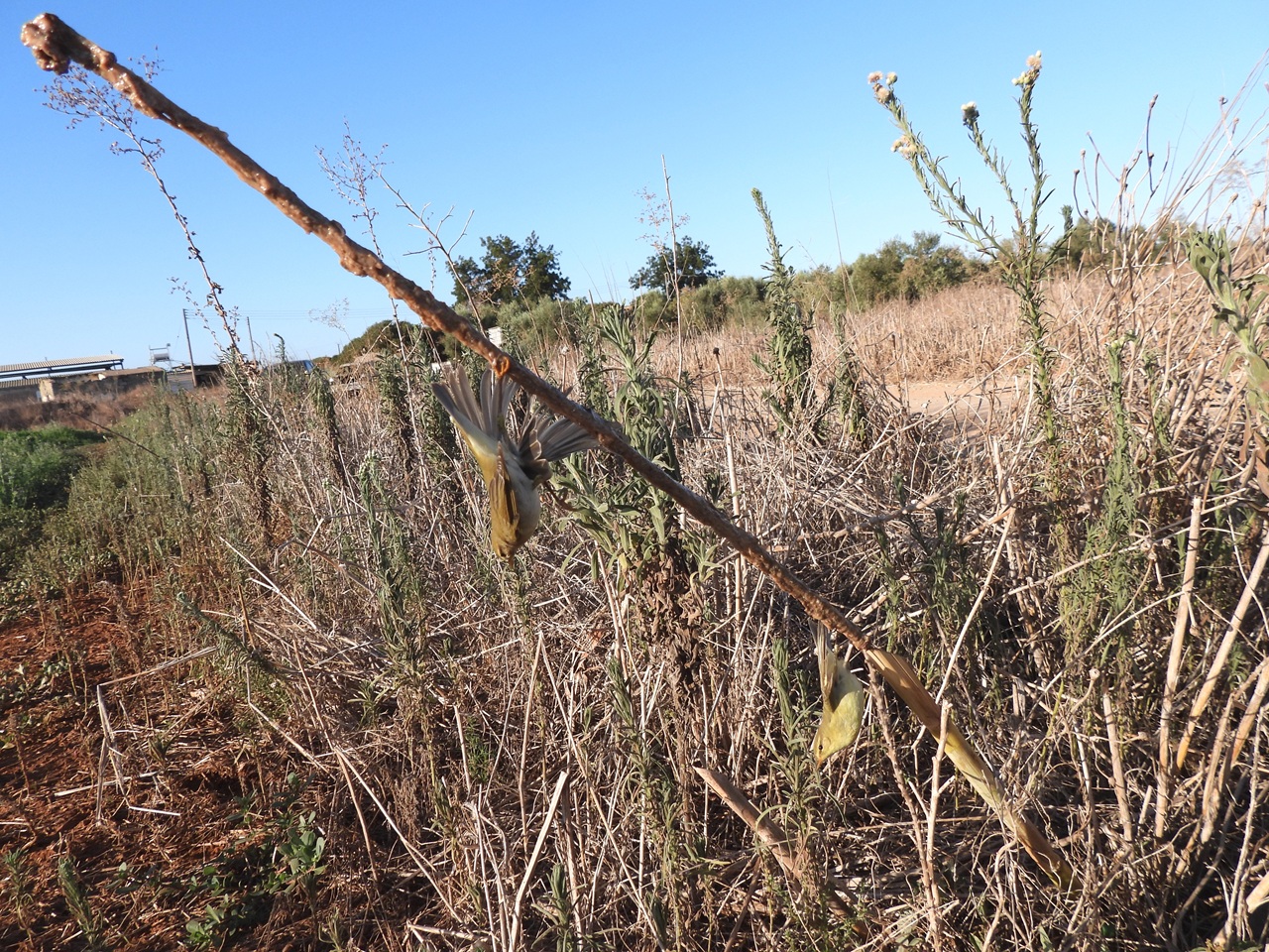 Cyprus Bird Protection Camp / Final Report Autumn 2025 - Bild 2